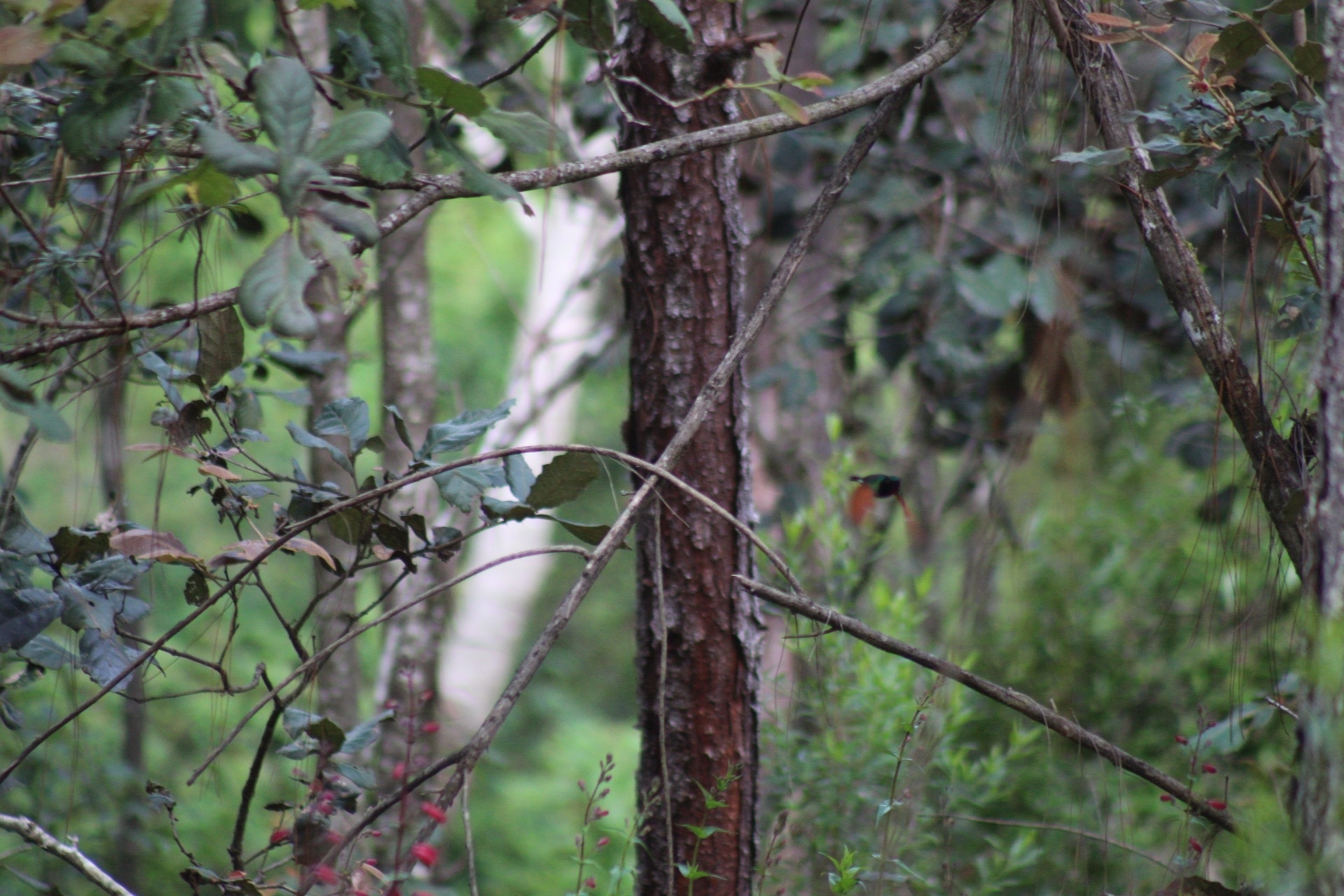 Garnet-throated Hummingbird (Lamprolaima rhami), photo 10