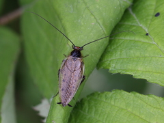 Ectobius lapponicus