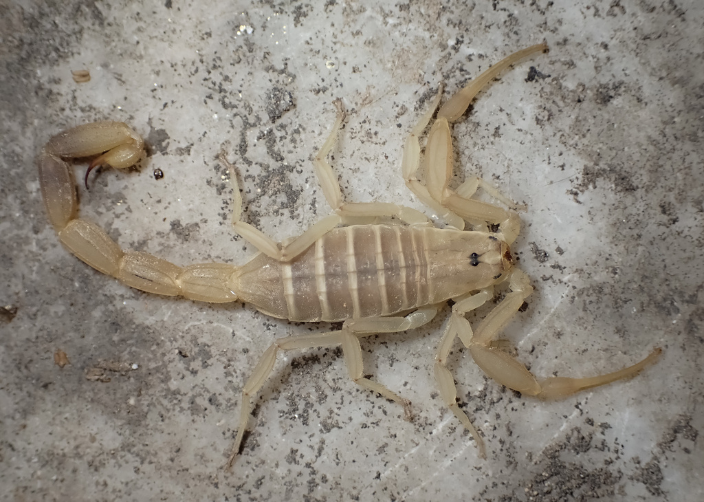 Compsobuthus petriolii