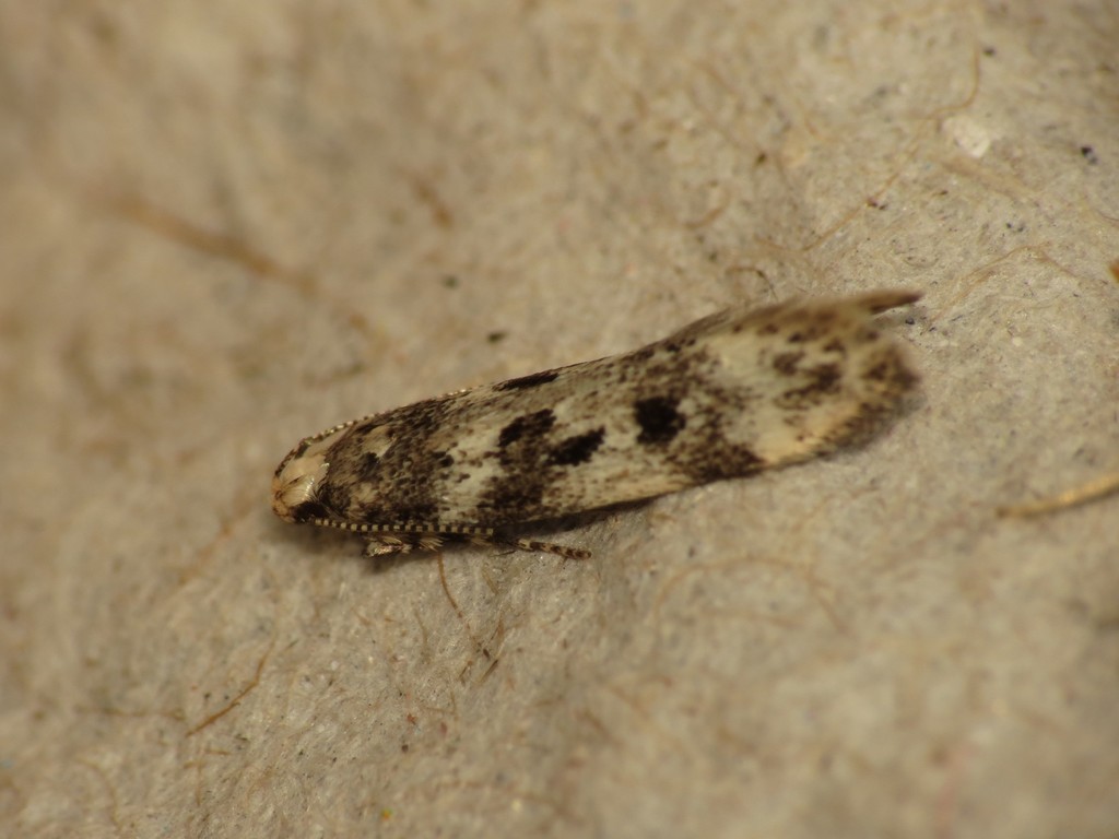 Chionodes electella