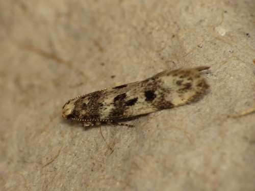 Chionodes electella