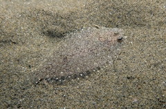 Grohmann's Scald-Fish photo 5