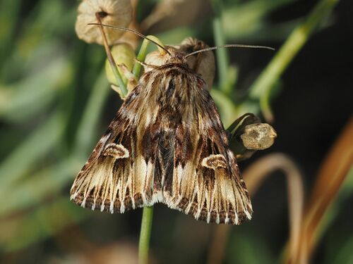 Actinotia radiosa