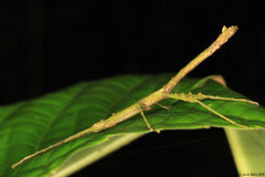 Dimorphodes