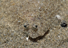 Grohmann's Scald-Fish photo 2