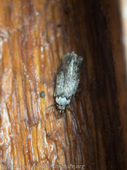 Endrosis sarcitrella
