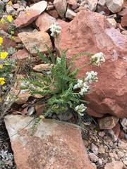 Oxytropis borealis viscida