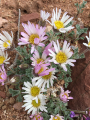 Erigeron vagus