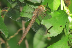 Neurocordulia molesta