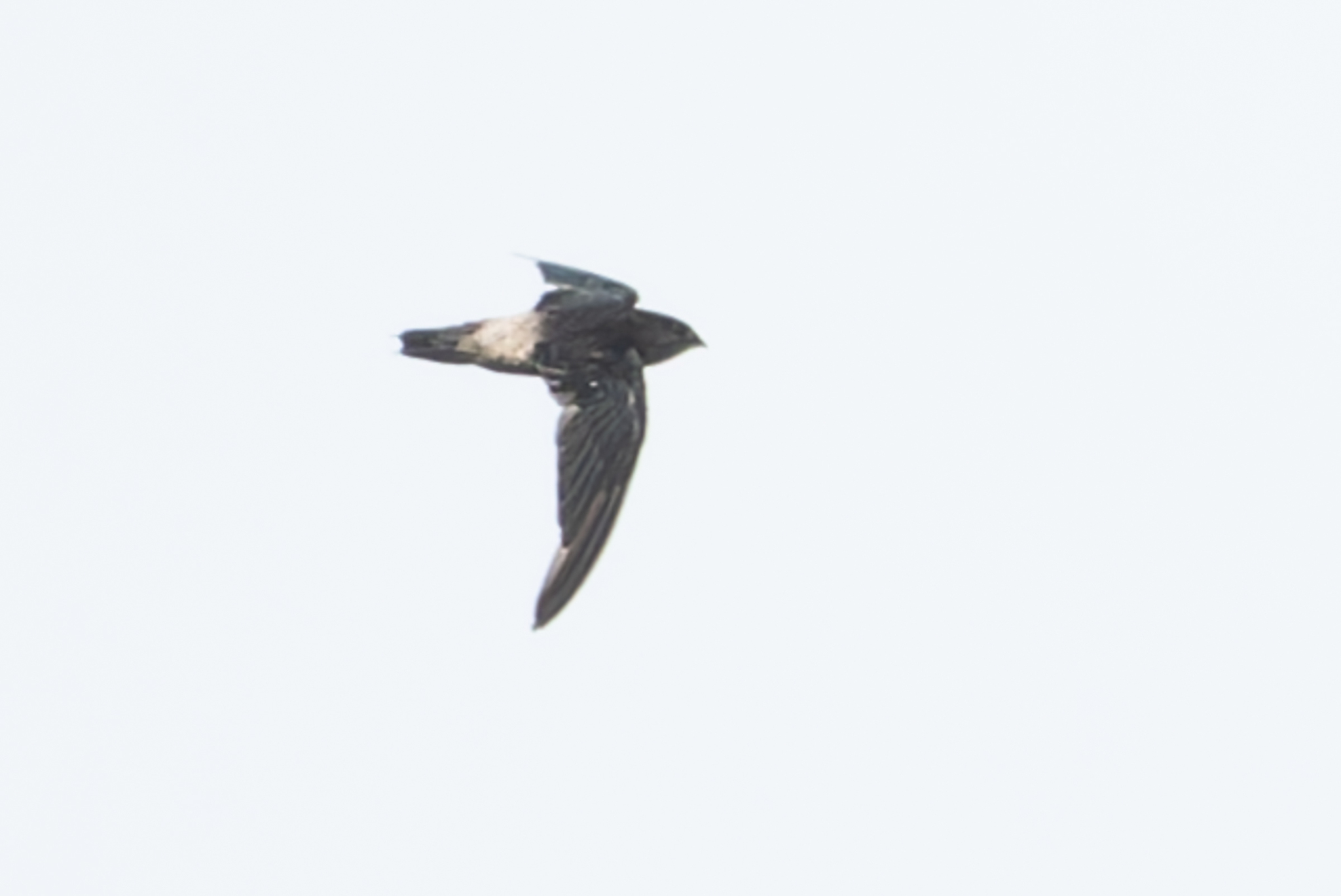 Costa Rican Swift (Chaetura fumosa), photo 3