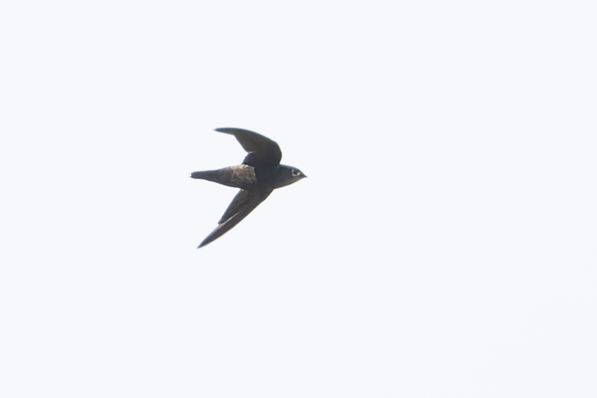 Costa Rican Swift (Chaetura fumosa), photo 2