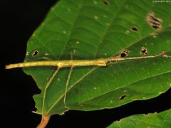 Dimorphodes