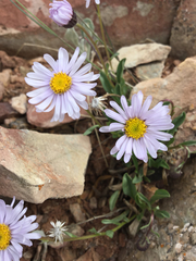 Erigeron leiomerus