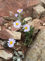 Erigeron leiomerus