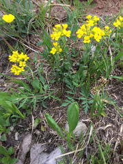 Draba spectabilis