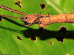 Neopromachus