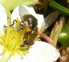Blera nigra