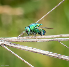 Euperilampus triangularis