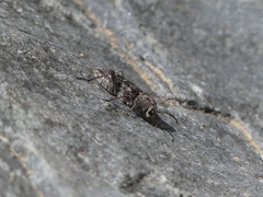 Xylotrechus nauticus