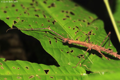 Neopromachus