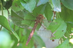 Neurocordulia molesta