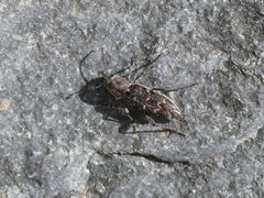 Xylotrechus nauticus