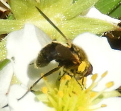 Blera nigra