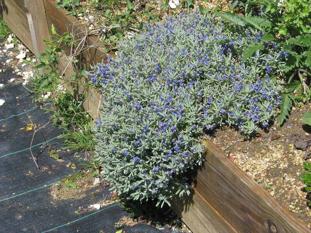Veronica cinerea