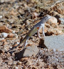 Callisaurus draconoides ventralis