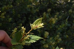 Quercus vacciniifolia