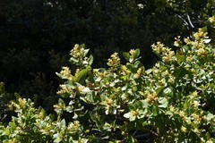 Quercus vacciniifolia