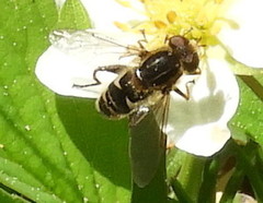 Anasimyia