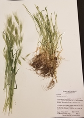 Hordeum murinum leporinum