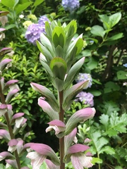 Acanthus