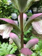 Acanthus