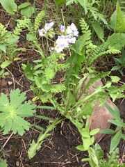 Polemonium pulcherrimum delicatum