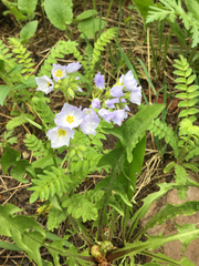 Polemonium pulcherrimum delicatum