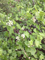Ribes wolfii