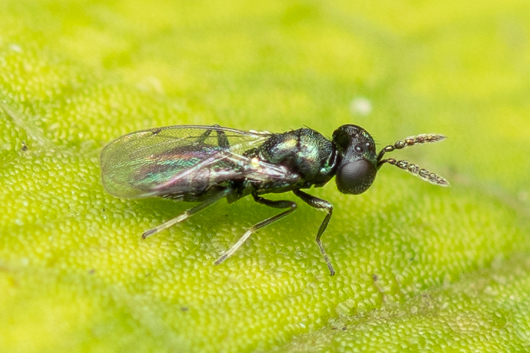 Pediobius metallicus