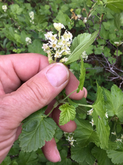 Ribes wolfii