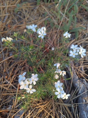 Image of Leptosiphon floribundus by (c) Tom Field, some rights reserved (CC BY)
