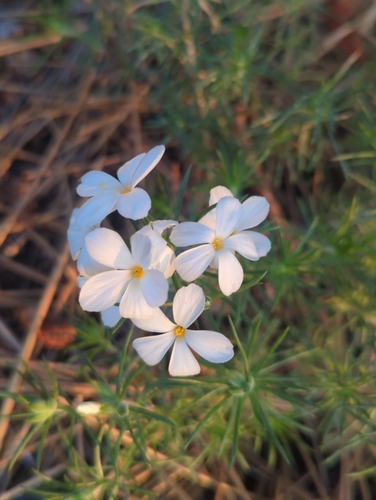 Image of Leptosiphon floribundus by (c) Tom Field, some rights reserved (CC BY)