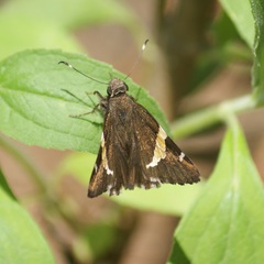 Thorybes pseudocellus