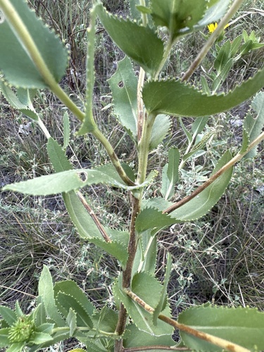 Image of Lonestar gumweed by (c) Cyrus Harp, some rights reserved (CC BY-SA)
