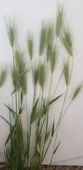 Hordeum murinum leporinum