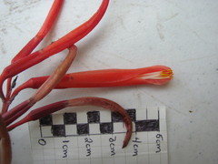 Pitcairnia