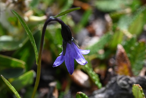 Image of Campanula uniflora by (c) Anders Hastings, some rights reserved (CC BY)