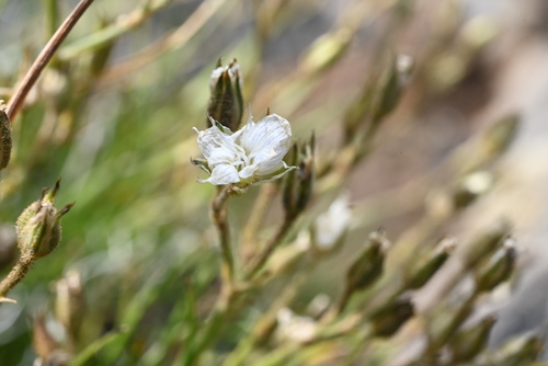 Image of Eremogone fendleri by (c) Anders Hastings, some rights reserved (CC BY)