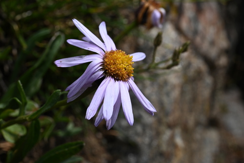Image of Erigeron leiomerus by (c) Anders Hastings, some rights reserved (CC BY)