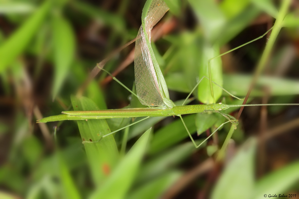 Singaporoidea dolorosa